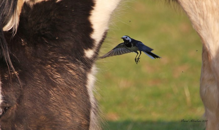 Pied Wagtail 