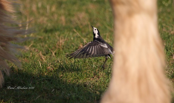 Pied Wagtail 