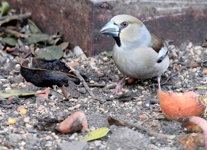 Hawfinch