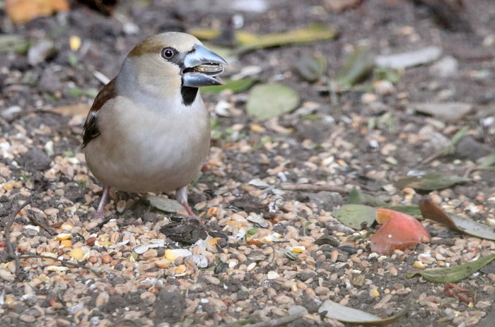 Hawfinch