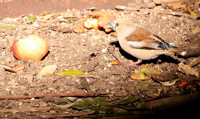 Hawfinch
