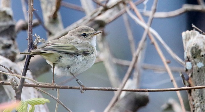 Siberian Chiffchaff