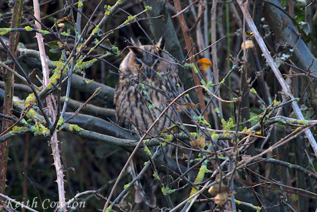 Long-eared Owl
