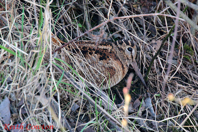 Woodcock