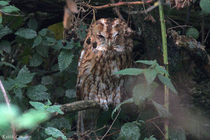 Tawny Owl