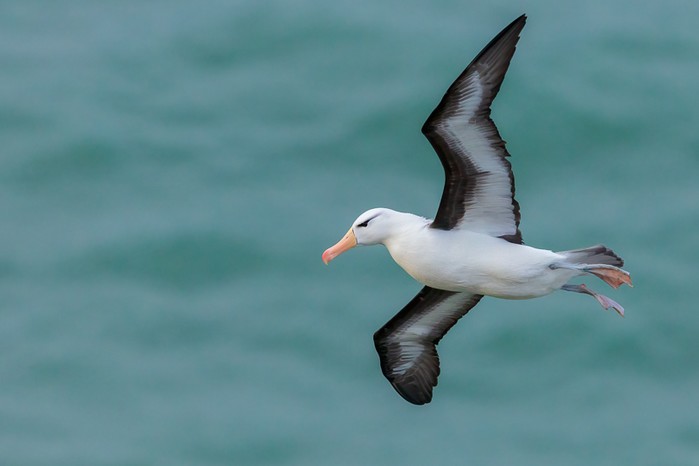 Black-browed Albatross