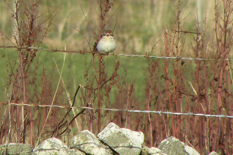 Red-backed Shrike