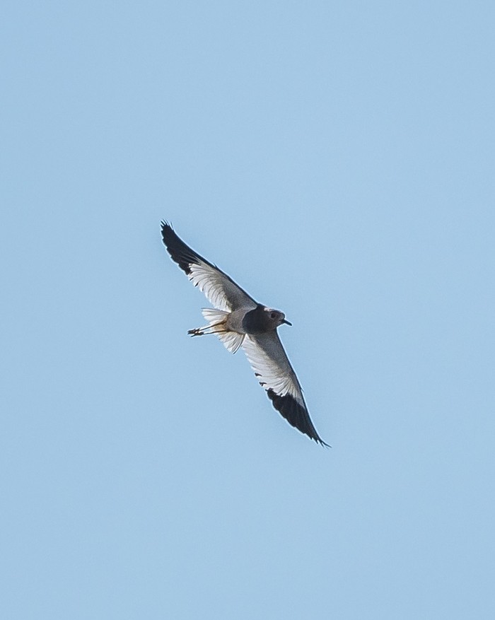 White-tailed Lapwing
