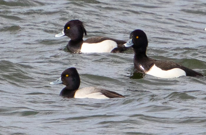 Lesser Scaup