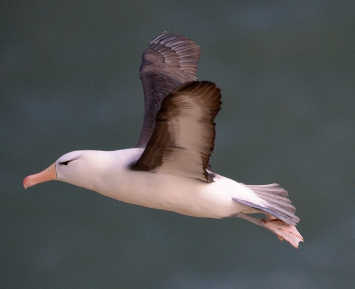 Black-browed Albatross