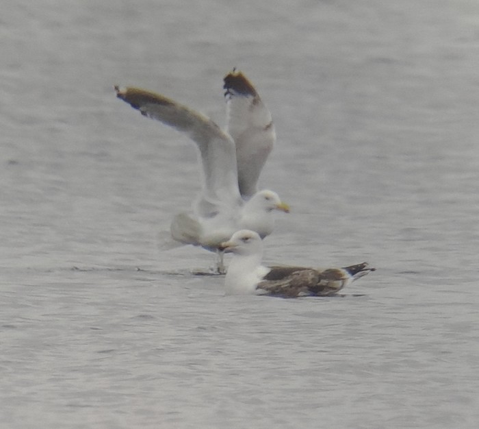 Great Black-backed Gull