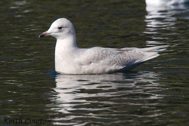Iceland Gull