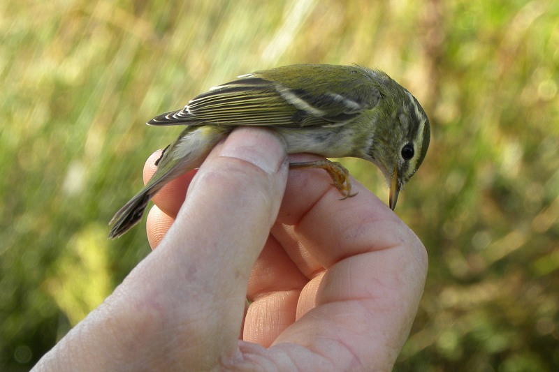 Yellow-browed Warbler