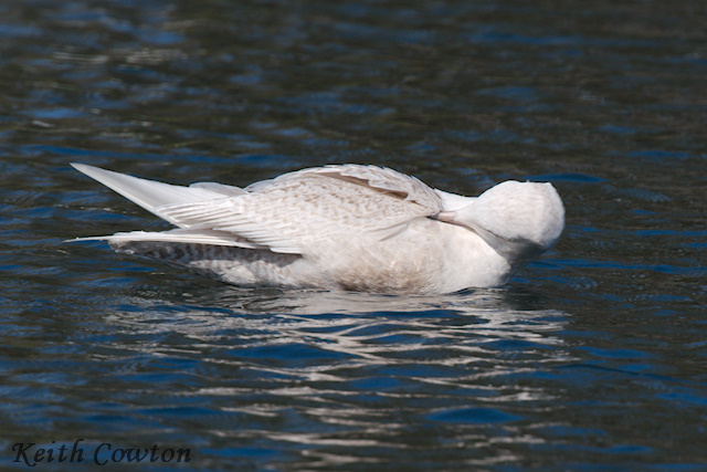 Iceland Gull