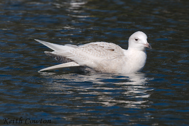 Iceland Gull