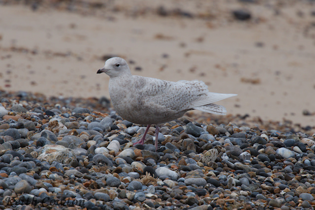 Iceland Gull