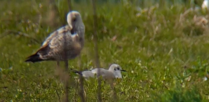 Bonaparte's Gull