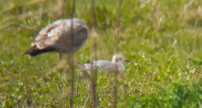 Bonaparte's Gull