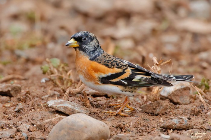 Brambling