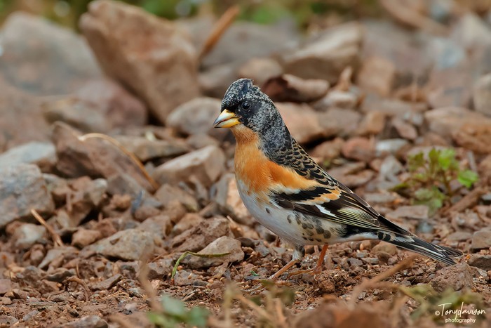 Brambling