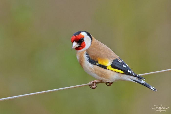 Goldfinch
