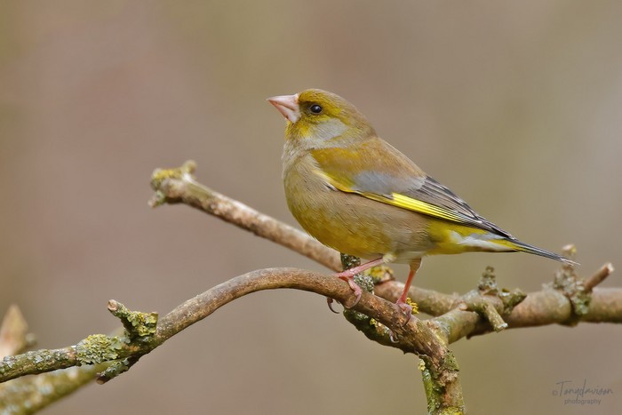Greenfinch