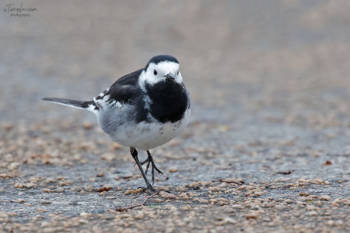 Pied Wagtail