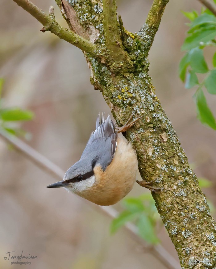 Nuthatch