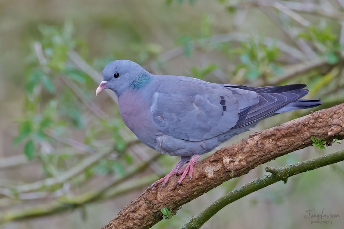 Stock Dove