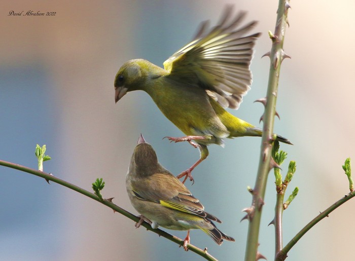 Greenfinch 