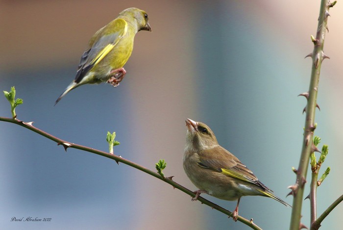 Greenfinch
