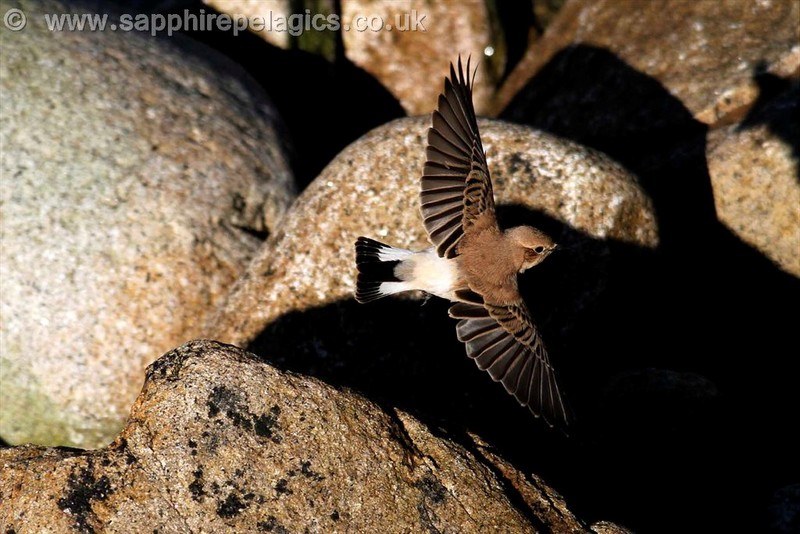 Western Black-eared Wheatear