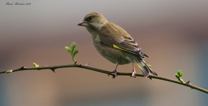 Greenfinch 