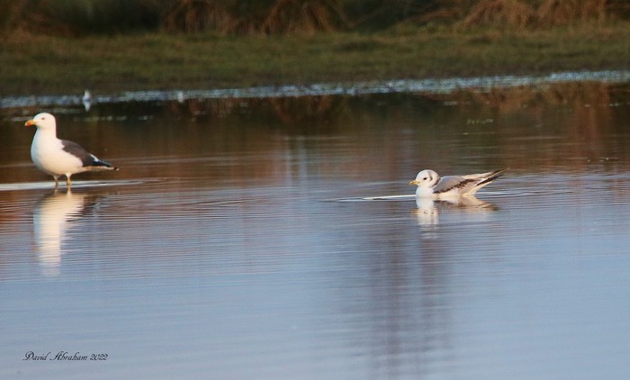 Kittiwake 