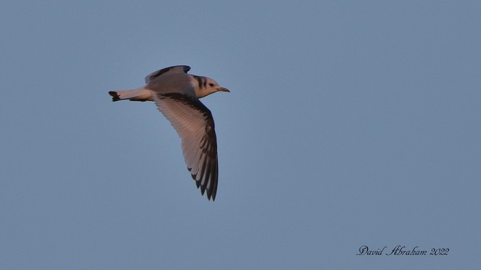 Kittiwake 