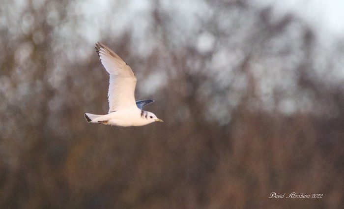 Kittiwake 