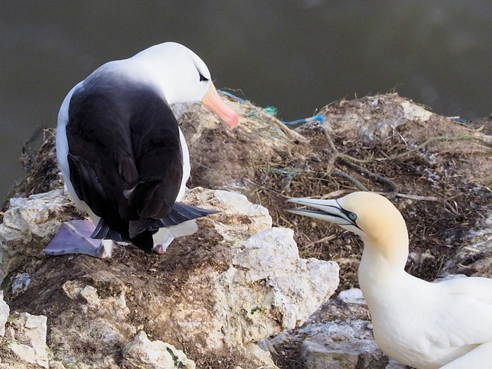 Black-browed Albatross