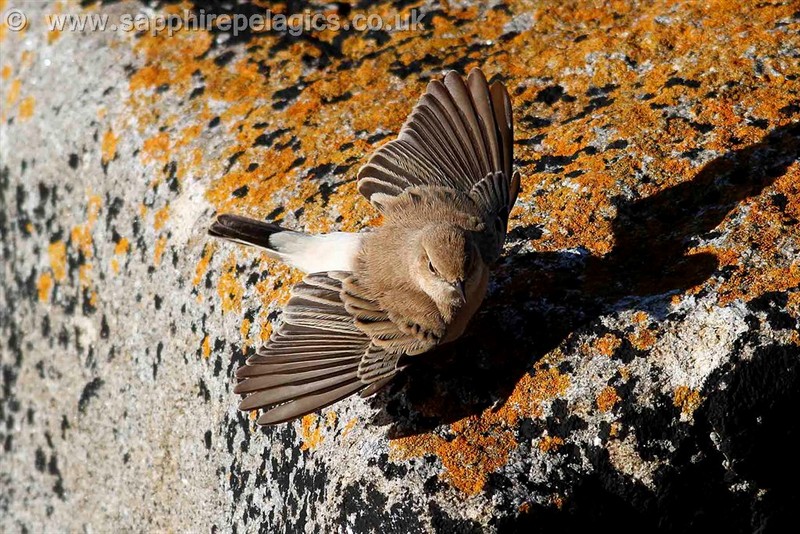 Western Black-eared Wheatear