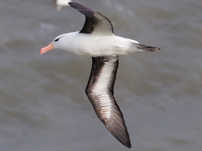 Black-browed Albatross