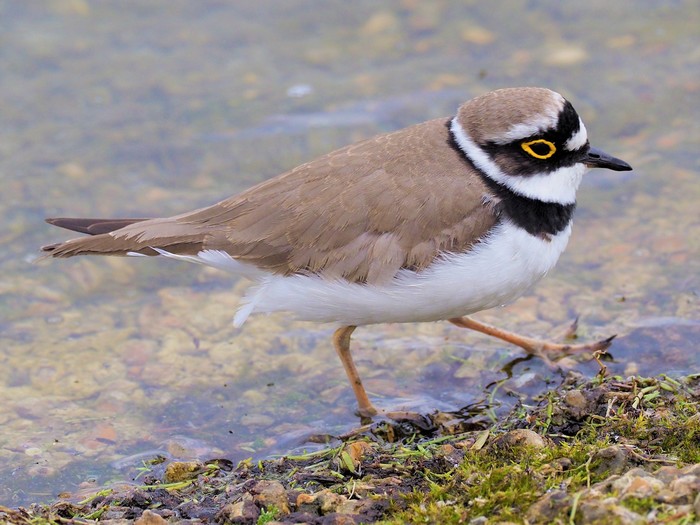 Little Ringed Plover