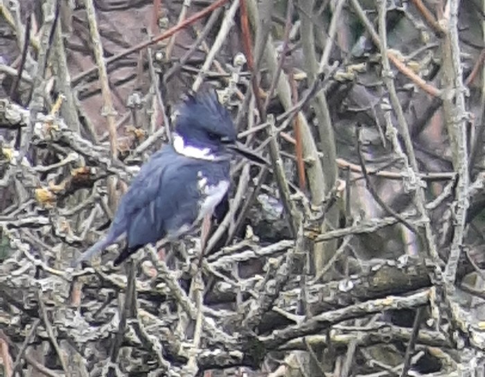 Belted Kingfisher