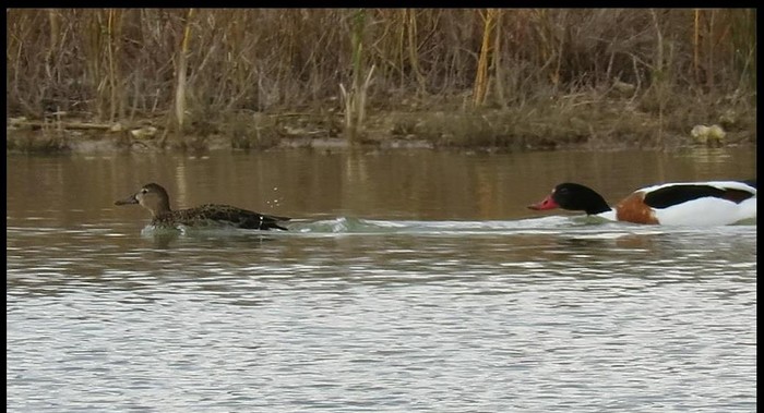 Cinnamon Teal