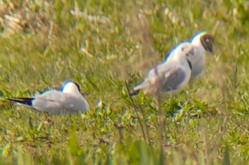 Bonaparte's Gull