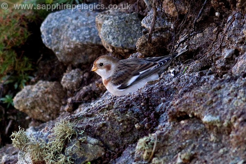 Snow Bunting