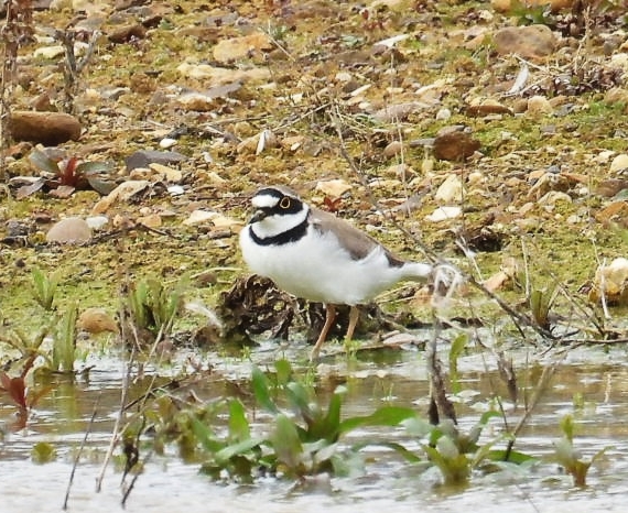 Little Ringed Plover