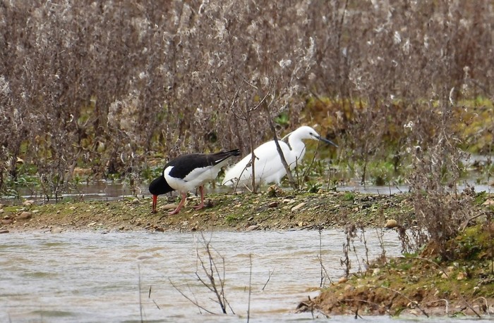 Oystercatcher