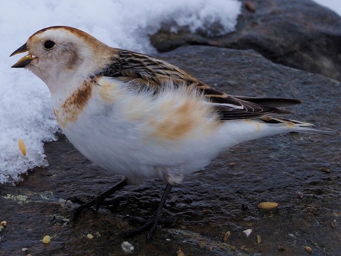 Snow Bunting