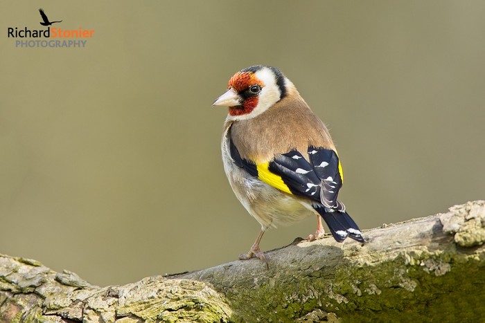 Goldfinch