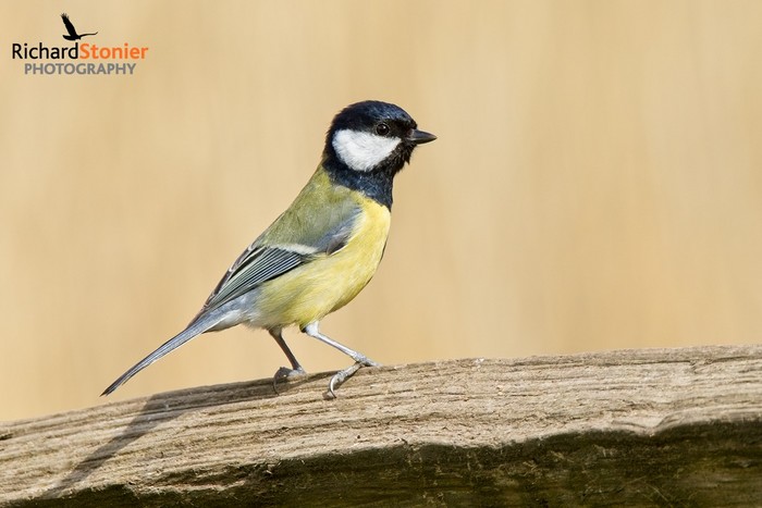 Great Tit