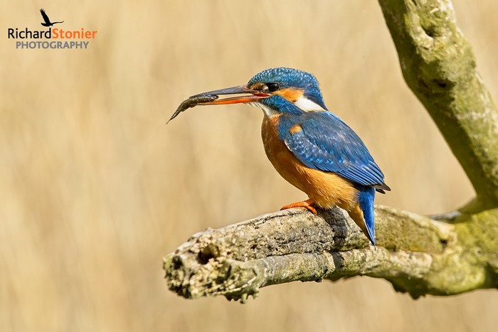 Kingfisher